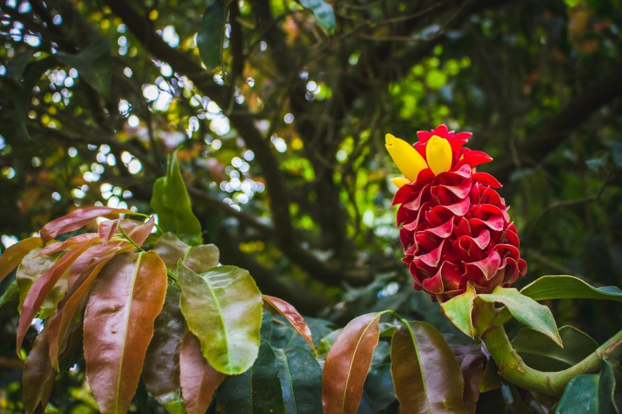 Pousada Alem Do Jardim Praia do Rosa Kültér fotó